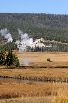 simply Yellowstone NP