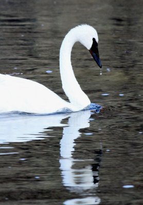 Trumpeter Swan in the Madison River