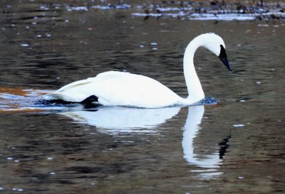 Trumpeter Swan reflection