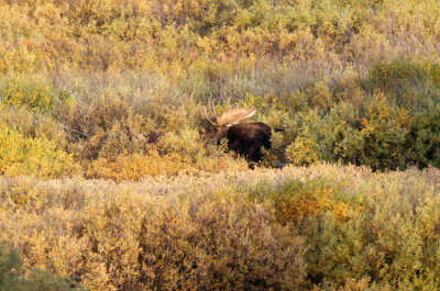 Bull Moose - followed for 1/2 mile before I lost it - no other pics of him