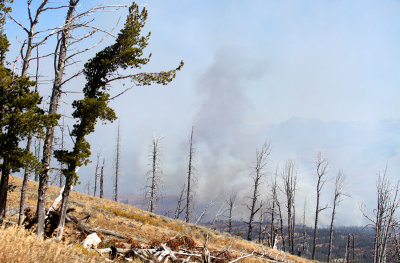 The Antelope Fire in Yellowstone