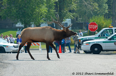 Cars, People and Animals at Yellowstone NP