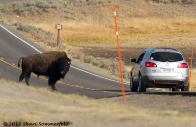 Cars, People and Animals at Yellowstone NP
