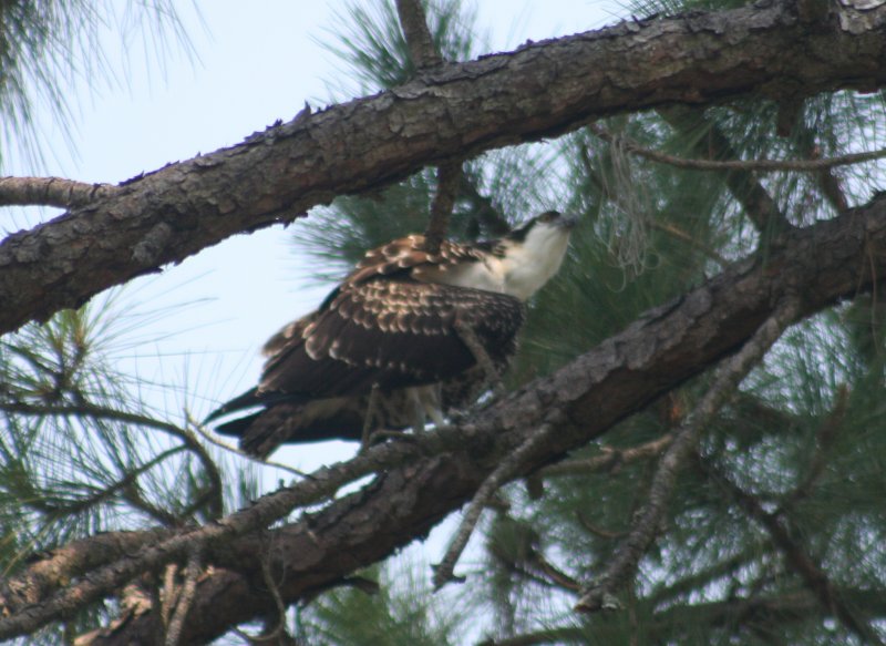 osprey