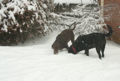 dogs in snow