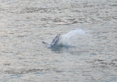 pelican diving