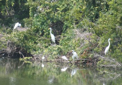 cranes nesting