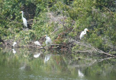 cranes nesting