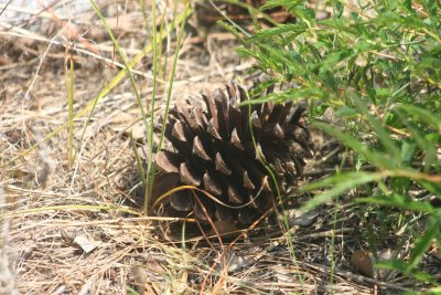 pine cone