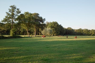 Luscious green(3)
