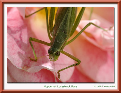 Grasshopper20DRose.jpg