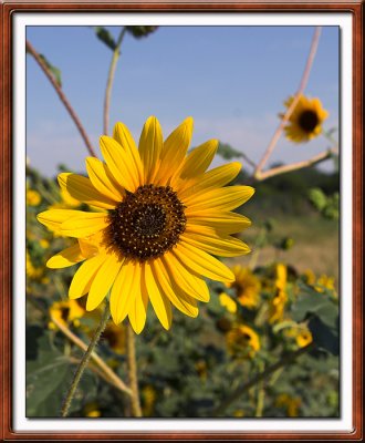 Sunflowers06-16X20.jpg