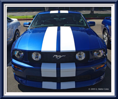Mustang 2000s Blue White G.jpg