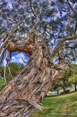 City Hall Tree 3 HDR.jpg