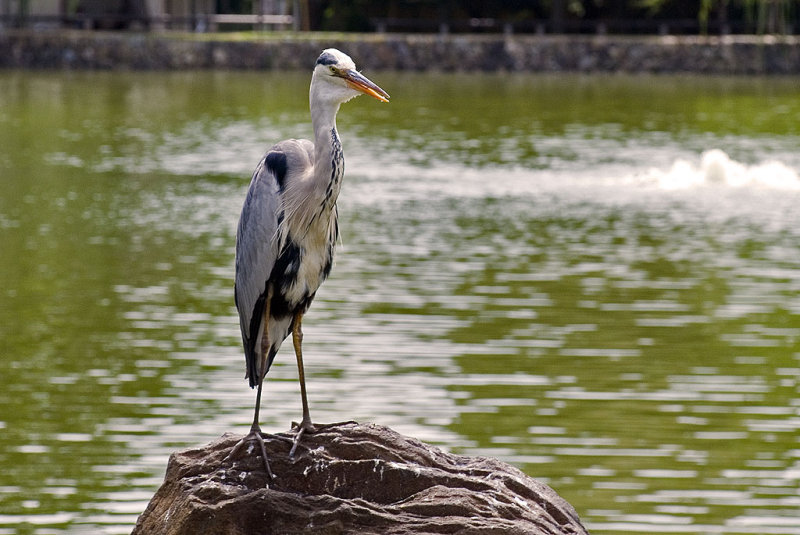 Posing on his lake...