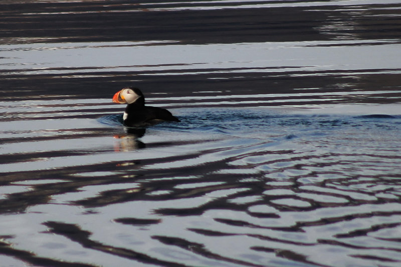 Puffin...