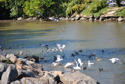 Nyack Park Near Hudson River