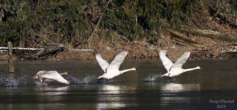 12-16-08 swans take off_0946a.jpg