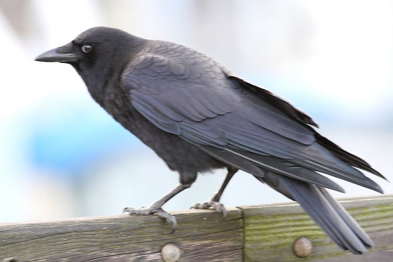 12-8-08 Edmonds Crow_0529.jpg
