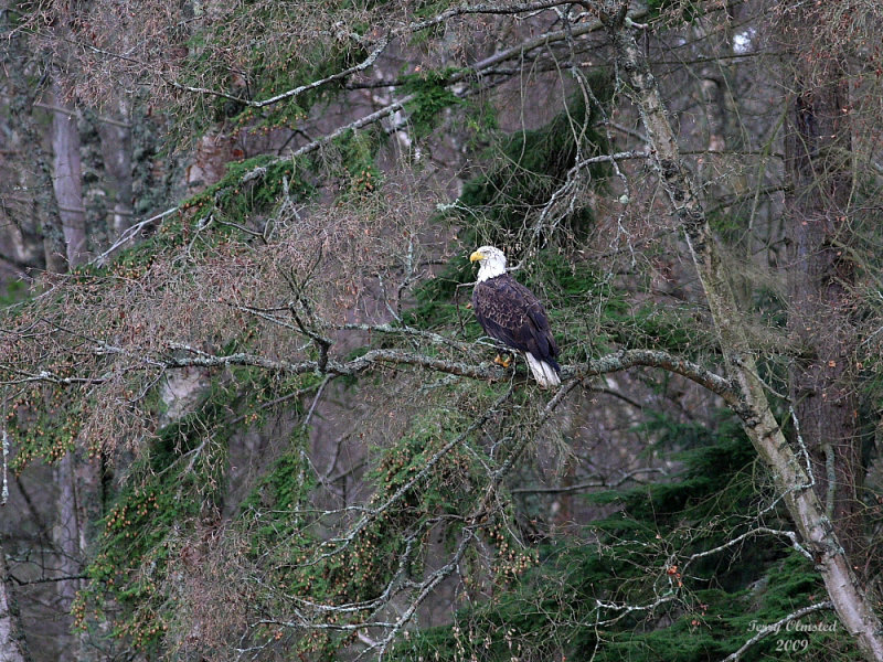 1-7-09 eagle back 40_1435c2.jpg