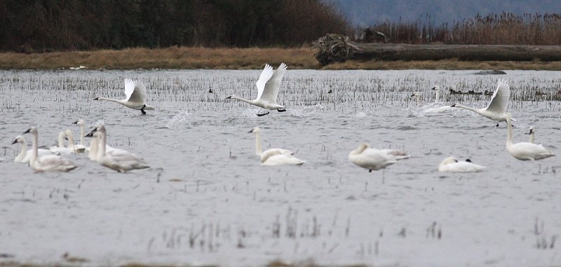 2-14-08 morning takeoff_7246.JPG