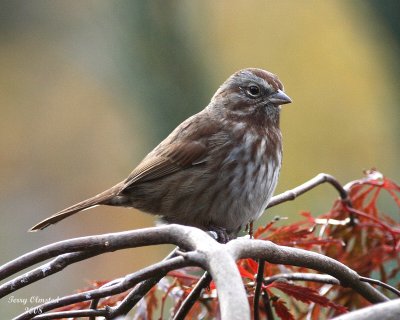 10-17-08 song sparrow_3639.jpg