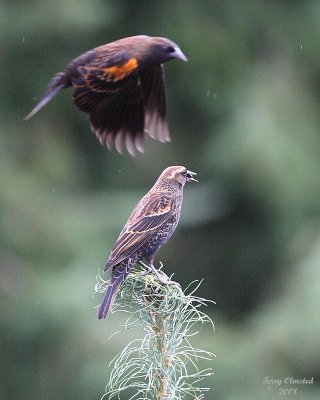10-2-08 rw blackbird pair in pine_3230.JPG