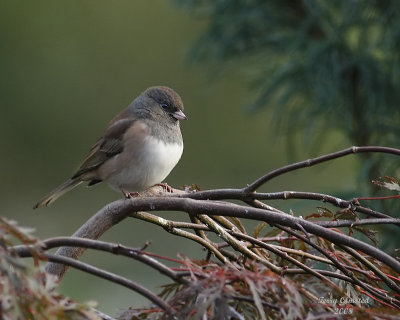 10-7-08 fm oregon junco_3319_filtered.jpg