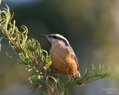 10-9-08 nuthatch_3351.JPG