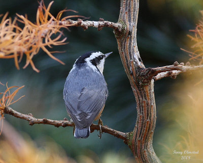 11-1-08 nuthatch_4003 adj.jpg