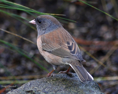 11-30-08 junco_0068 adj.jpg