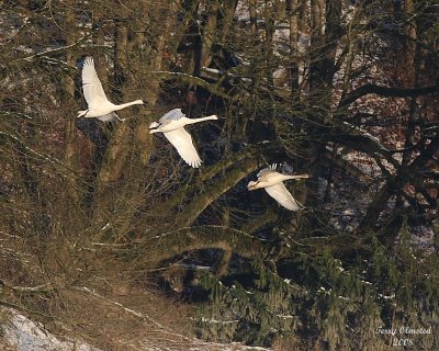 12-16-08 swans_0888.JPG