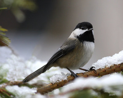 2-9-09 bc chickadee with snow_2183a.jpg