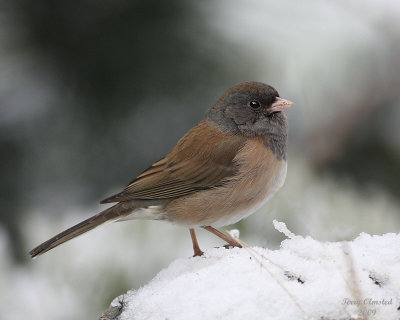 2-9-09 fm junco with snow_2170a.jpg