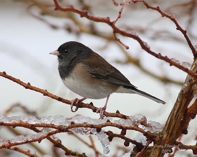 2-9-09 fm junco with snow_2171a.jpg