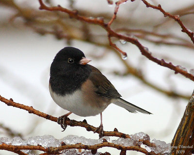 2-9-09 m junco with snow_2177a.jpg