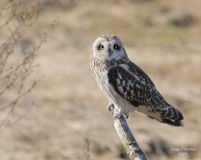 Owls of the Skagit Flats