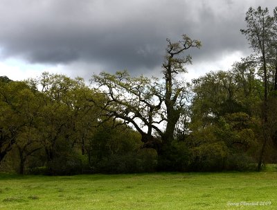 4-10-09 oak trees of Napa_4303 a2.JPG