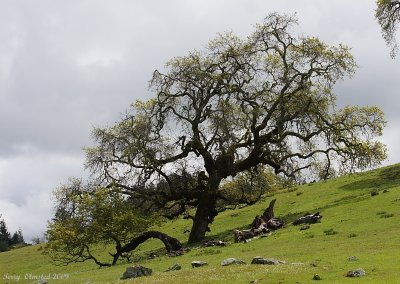 4-8-09 oak tree KIngs Ridge_4199.JPG