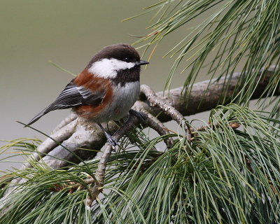 4-18-09 chestnut backed chickadee_4637.JPG