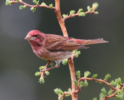 4-18-09 purple finch_4627.JPG