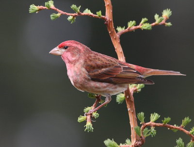 4-18-09 purple finch_4628.JPG