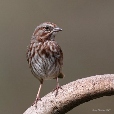 4-18-09 song sparrow_4650.JPG