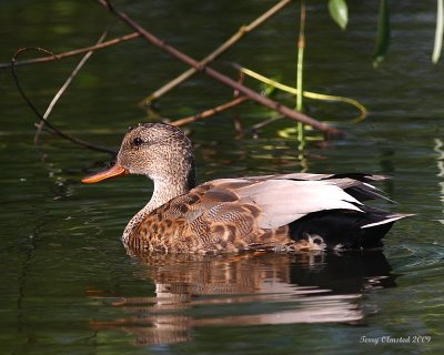 5-23-09 m gadwall Monlake Fill UW_5732.JPG