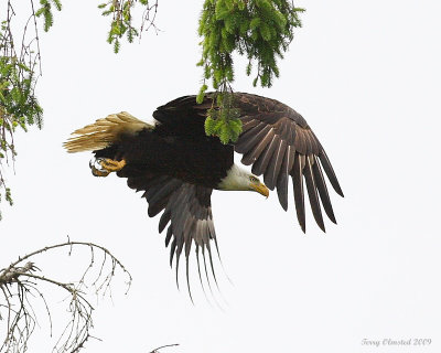 6-12-09 bald eagle Smith Is_6345.jpeg