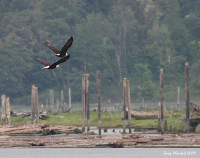 6-12-09 eagle pair Smith Is_6325.JPG