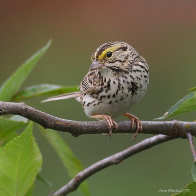 6-12-09 savanna sparrow Smith Is_6299.jpeg