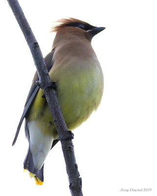 6-8-09 cedar waxwing Smith Is_6170.jpeg