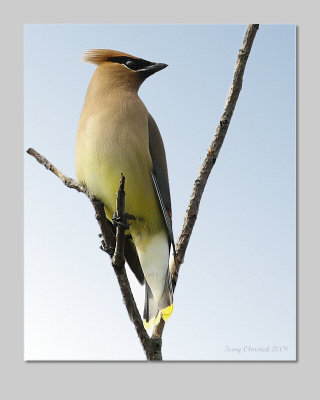 6-8-09 cedar waxwing Smith Is_6178 fr fill.jpeg