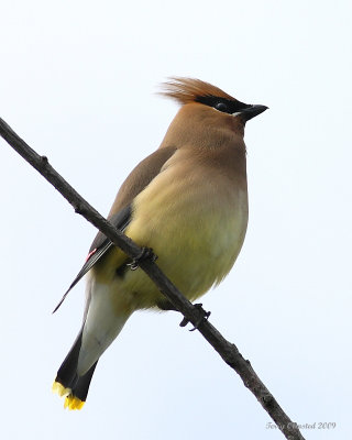 6-8-09 cedar waxwing Smith Is_6179.jpeg